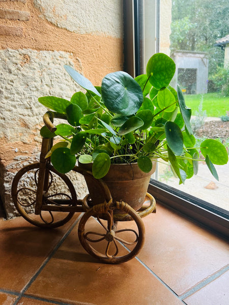 Porte-plante vintage en rotin en forme de bicyclette