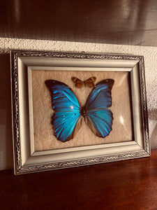 Papillons sous cadre en bois vintage