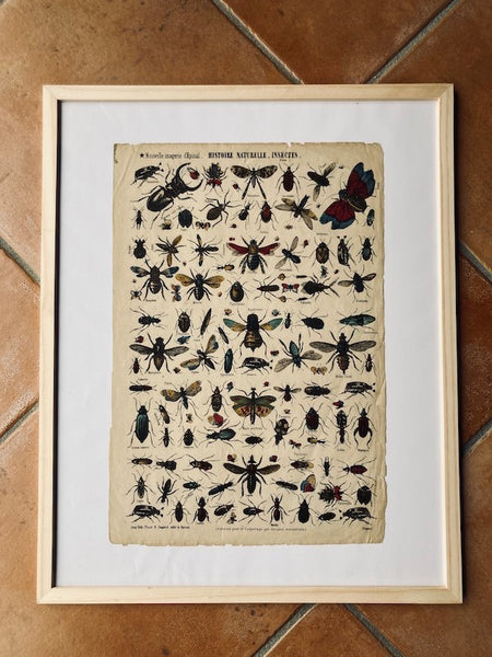 Cadre Nouvelle Imagerie d'Epinal Insectes - Imp. Pinot et Sagaire - Fin XIXième siècle
