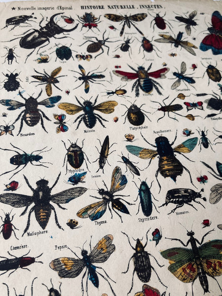Cadre Nouvelle Imagerie d'Epinal Insectes - Imp. Pinot et Sagaire - Fin XIXième siècle