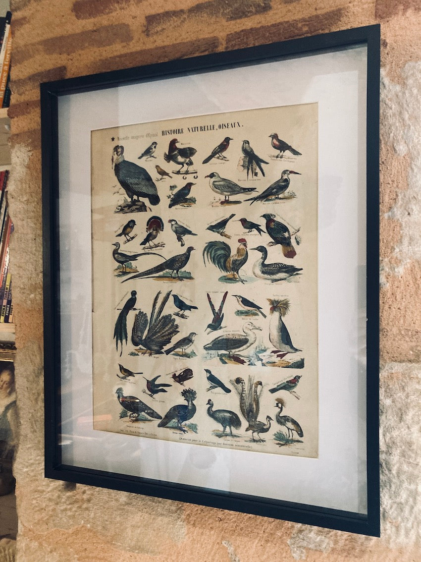 Cadre Nouvelle Imagerie d'Epinal Oiseaux - Imp. Pinot et Sagaire - Fin XIXième siècle