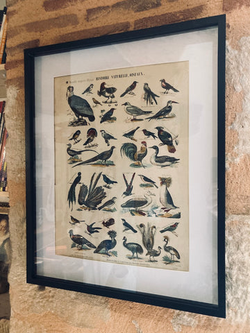 Cadre Nouvelle Imagerie d'Epinal Oiseaux - Imp. Pinot et Sagaire - Fin XIXième siècle