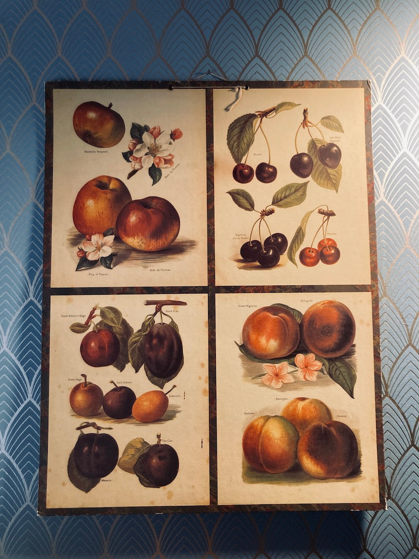 Carton décoratif fruits édité par Bernard Carant - Paris - Années 70