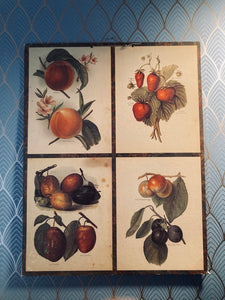Carton décoratif fruits édité par Bernard Carant - Paris - Années 70
