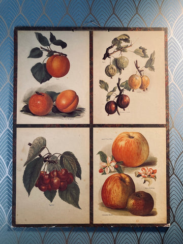 Carton décoratif fruits édité par Bernard Carant - Paris - Années 70