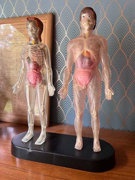 Mannequins anatomiques vintages Femme / Homme / Bébé - Il était une fois la vie - Années 80