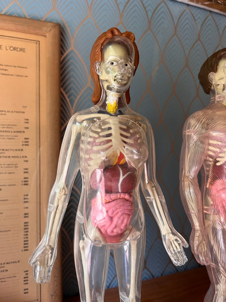 Mannequins anatomiques vintages Femme / Homme / Bébé - Il était une fois la vie - Années 80