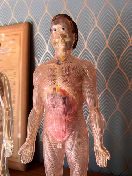 Mannequins anatomiques vintages Femme / Homme / Bébé - Il était une fois la vie - Années 80