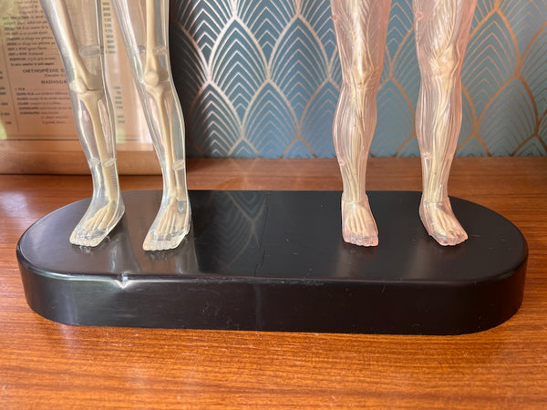 Mannequins anatomiques vintages Femme / Homme / Bébé - Il était une fois la vie - Années 80