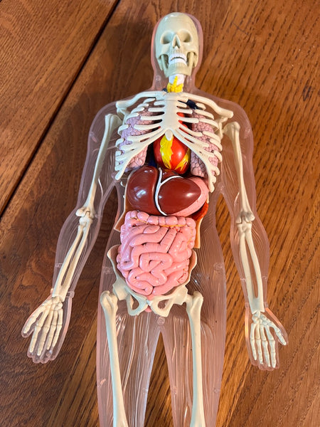 Mannequins anatomiques vintages Femme / Homme / Bébé - Il était une fois la vie - Années 80