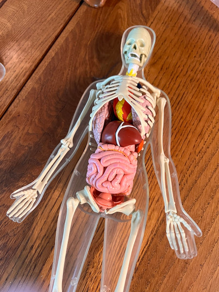 Mannequins anatomiques vintages Femme / Homme / Bébé - Il était une fois la vie - Années 80