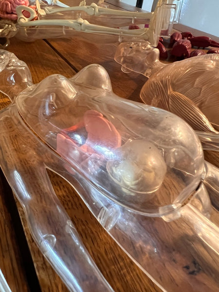 Mannequins anatomiques vintages Femme / Homme / Bébé - Il était une fois la vie - Années 80