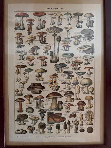 Cadre Les Champignons - Encyclopédie Larousse pour tous - 1909