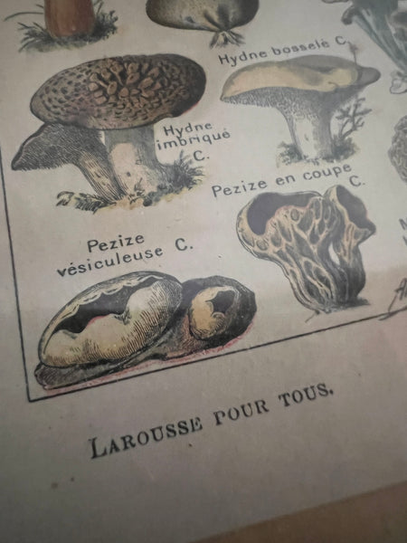 Cadre Les Champignons - Encyclopédie Larousse pour tous - 1909