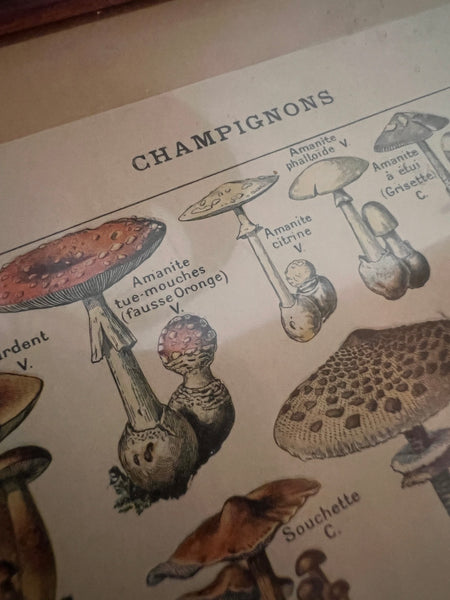 Cadre Les Champignons - Encyclopédie Larousse pour tous - 1909