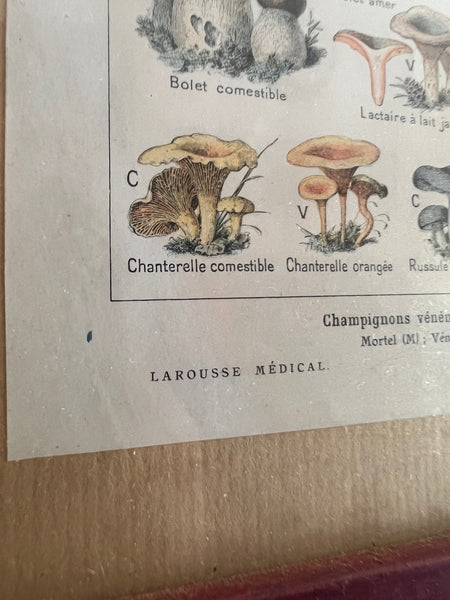 Cadre Les Champignons - Encyclopédie Larousse Médical Illustré - 1912