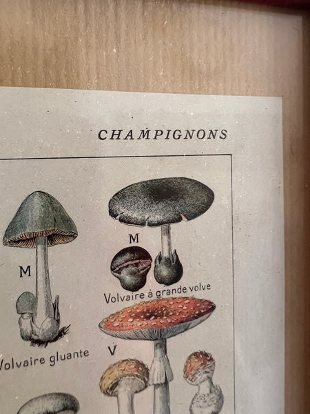 Cadre Les Champignons - Encyclopédie Larousse Médical Illustré - 1912