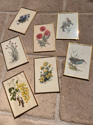 Lot de 7 cadres en laiton vintages botaniques et ornithologiques - Années 50